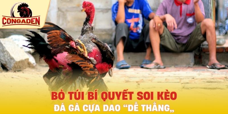 Bỏ túi bí quyết soi kèo đá gà cựa dao “dễ thắng”