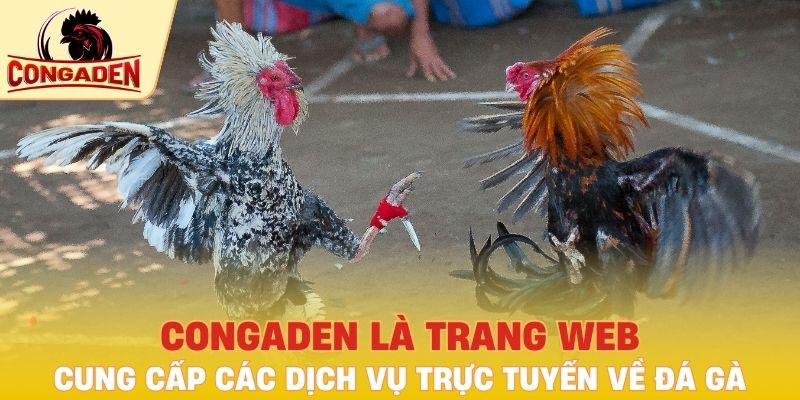 Congaden là trang web chuyên cung cấp các dịch vụ trực tuyến về đá gà