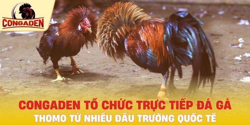 Congaden tổ chức trực tiếp đá gà thomo từ nhiều đấu trường quốc tế