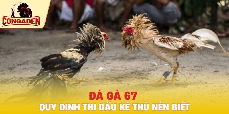 Đá gà 67 và quy định kê thủ nên biết
