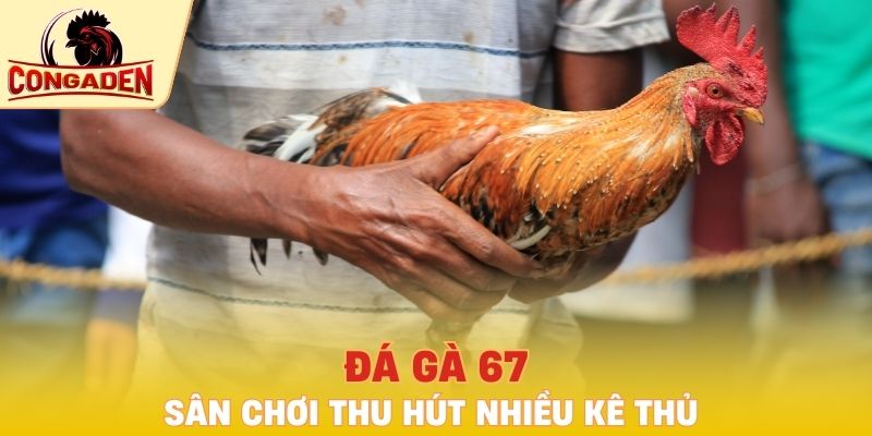 Đá gà 67 sân chơi thu hút nhiều kê thủ nhất 2025
