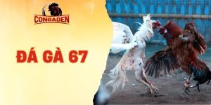 Đá gà 67