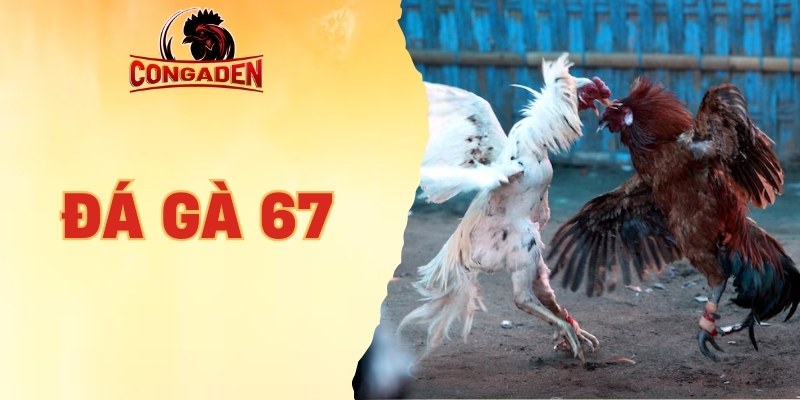 Đá gà 67