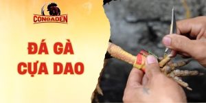 đá gà cựa dao