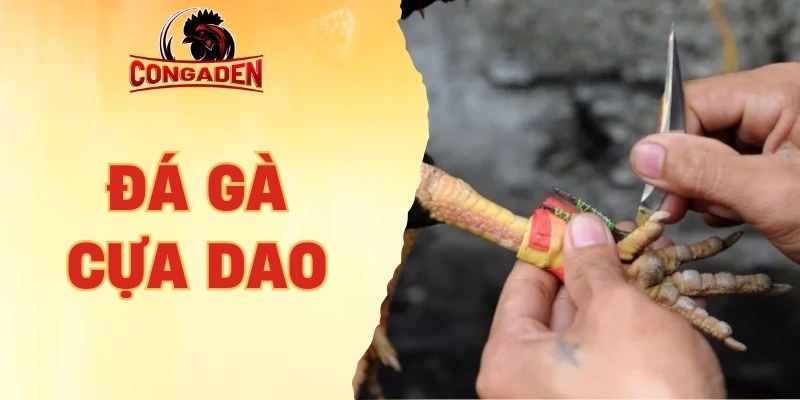 đá gà cựa dao