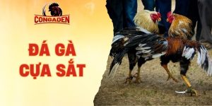 đá gà cựa sắt