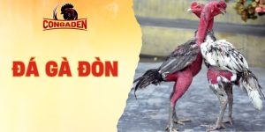 Đá gà đòn