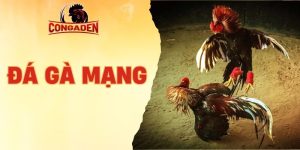 Đá gà mạng