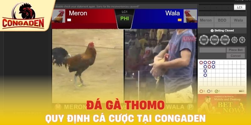 Quy định cá cược đá gà Thomo tại Congaden
