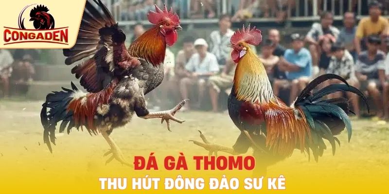 Đá gà Thomo thu hút đông đảo sư kê
