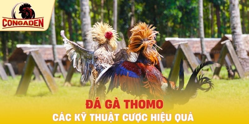 Đá gà Thomo và các kỹ thuật cược hiệu quả