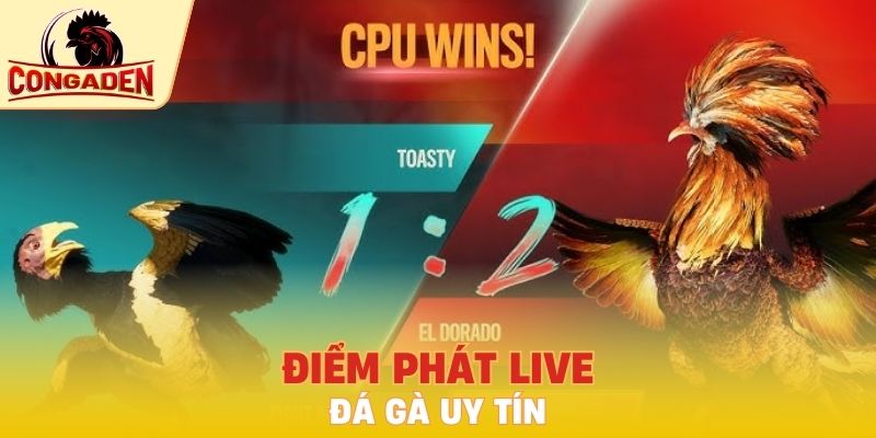 Điểm phát live trực tiếp đá gà uy tín