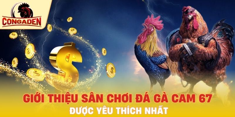 Giới thiệu nhanh về sân chơi đá gà Cam 67 được yêu thích nhất
