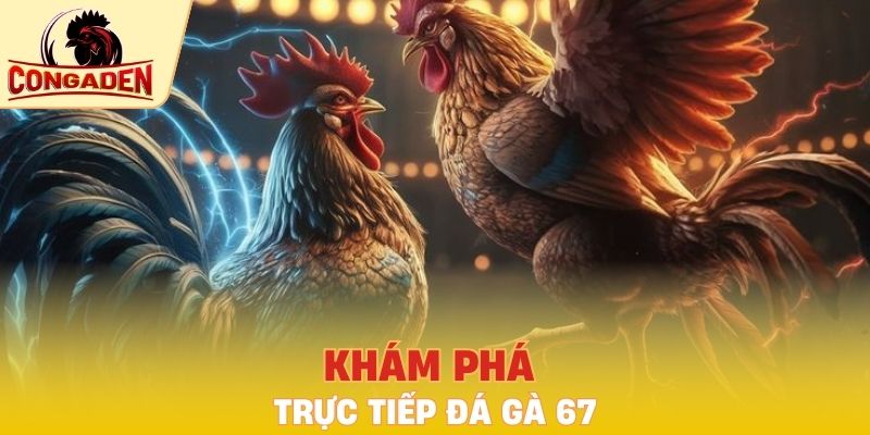 Khám phá trực tiếp đá gà 67