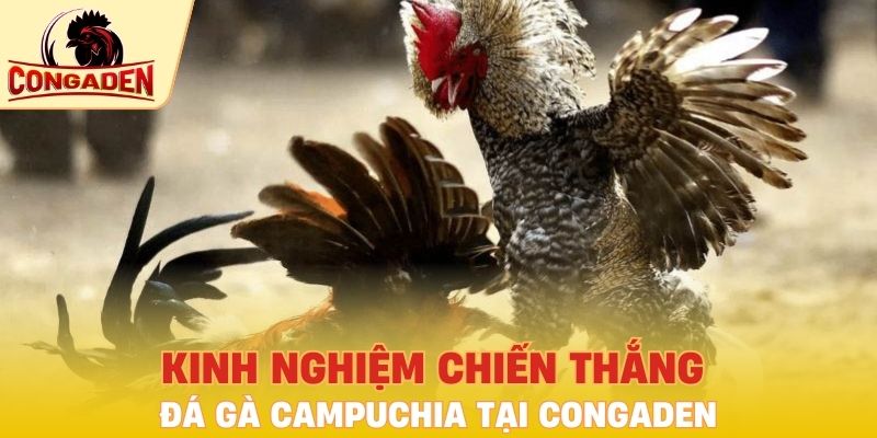 Kinh nghiệm chiến thắng đá gà Campuchia tại Congaden