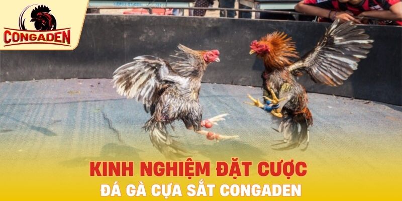 Kinh nghiệm đặt cược đá gà cựa sắt Congaden