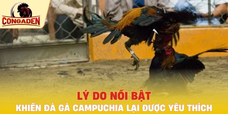 Lý do nổi bật khiến đá gà Campuchia lại được yêu thích
