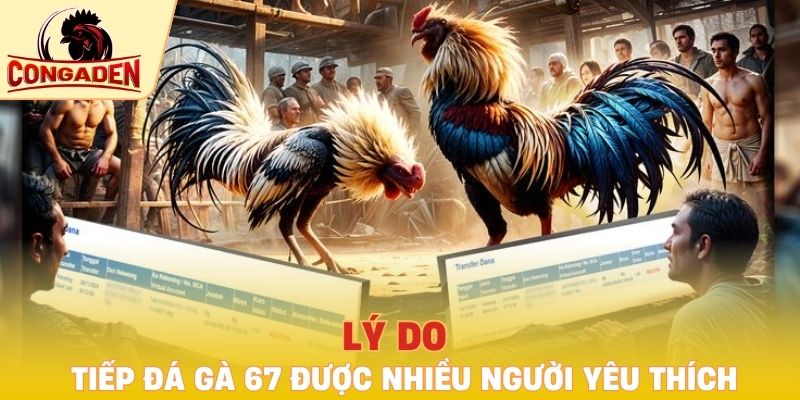 Lý do trực tiếp đá gà 67 được nhiều người yêu thích