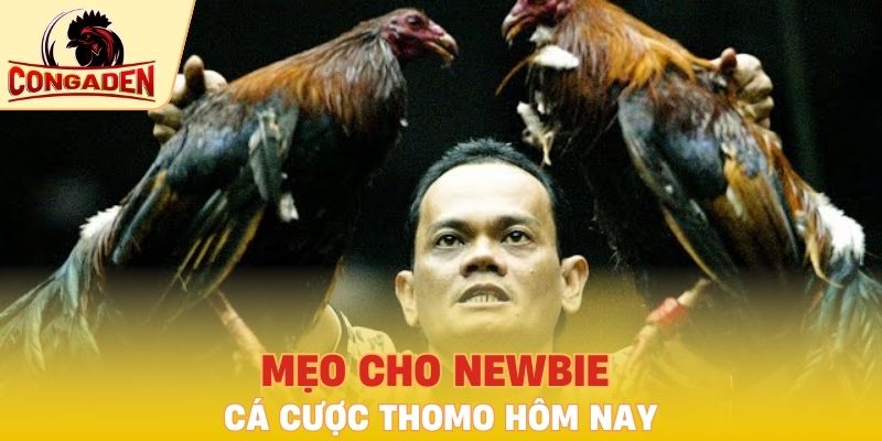 Mẹo cho newbie cá cược Thomo hôm nay