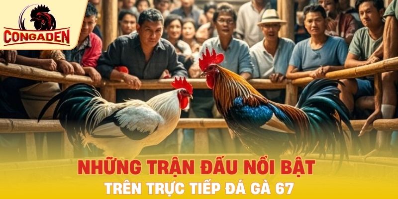 Những trận đấu nổi bật trên trực tiếp đá gà 67