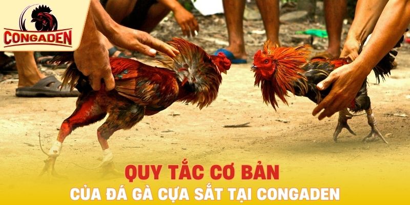 Quy tắc cơ bản của đá gà cựa sắt tại Congaden
