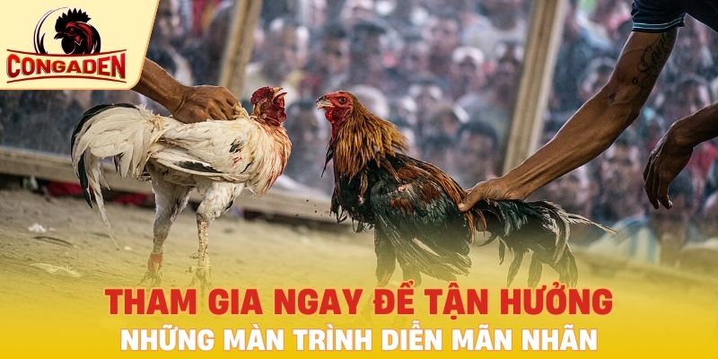 Tham gia ngay để tận hưởng những màn trình diễn mãn nhãn của chiến kê