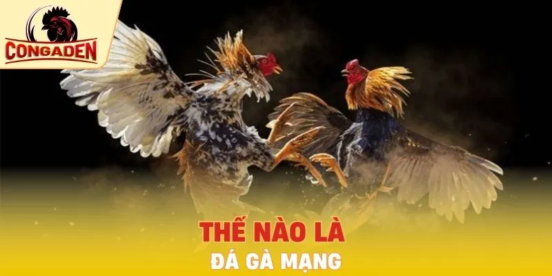 Thế nào là đá gà mạng?