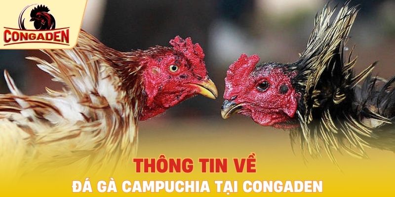 Thông tin về đá gà Campuchia tại Congaden