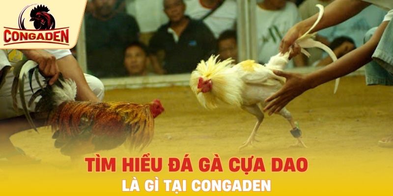 Tìm hiểu đá gà cựa dao là gì tại Congaden