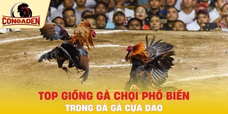 Top giống gà chọi phổ biến trong đá gà cựa dao