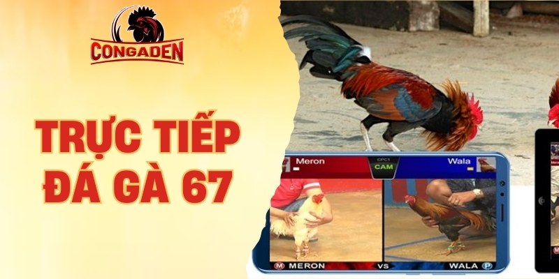 trực tiếp đá gà 67