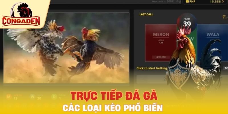Các loại kèo đá gà phát trực tiếp phổ biến