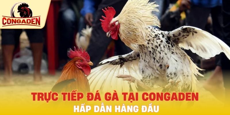 Trực tiếp đá gà tại Congaden hấp dẫn hàng đầu