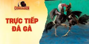 Trực tiếp đá gà